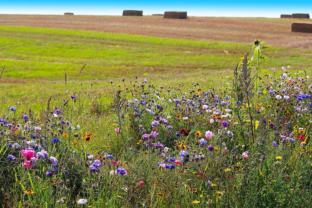 Blühstreifen und im Hintergrund Ackerland